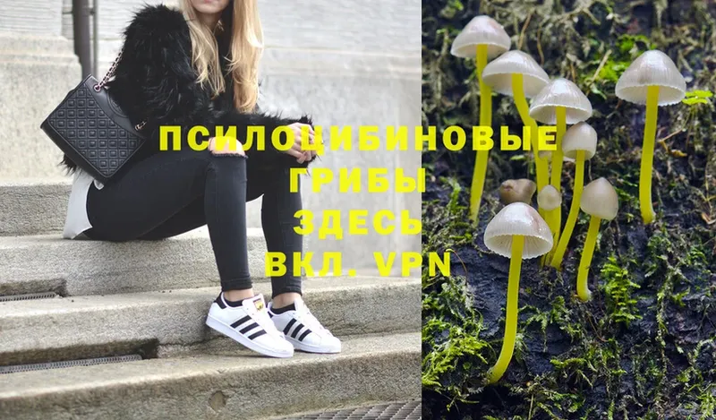 Галлюциногенные грибы Magic Shrooms  Стрежевой 